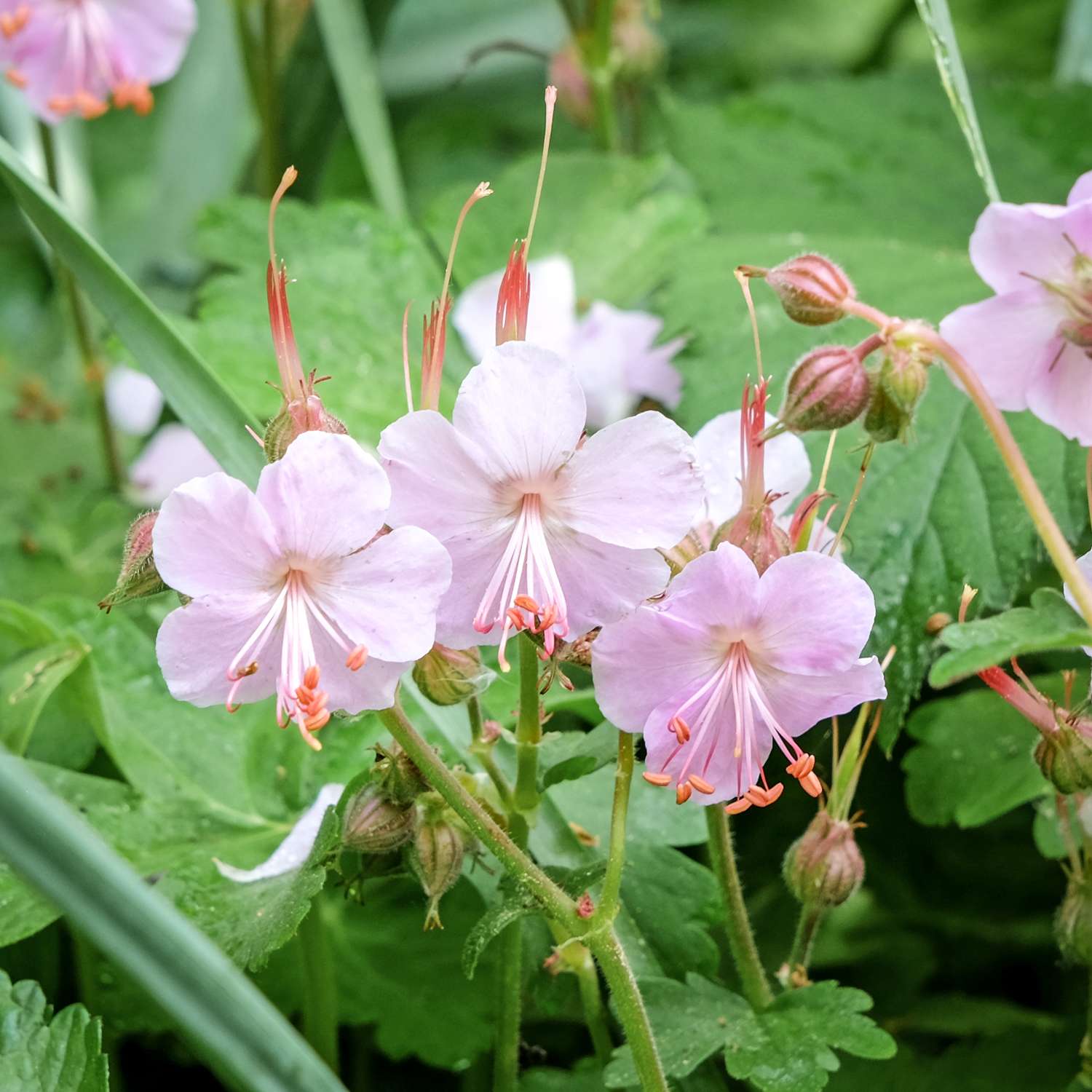 Storkenæb 'Ingwersen's Variety'